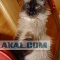 Котовторник 31.07.2012 г.