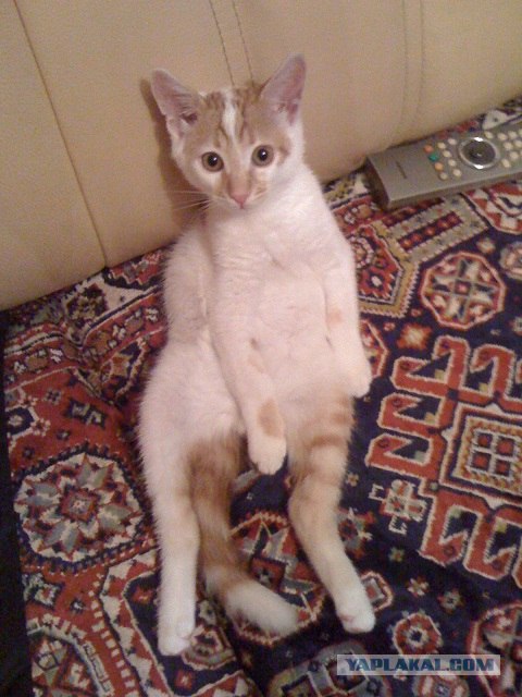 Котовторник  14.08.2012.