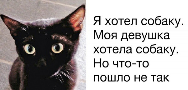 Картинки с котами и про котов