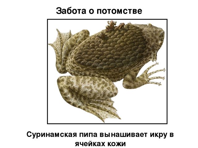 Многодетная мать посадила ребенка за руль и дала разогнаться до 130 км/ч