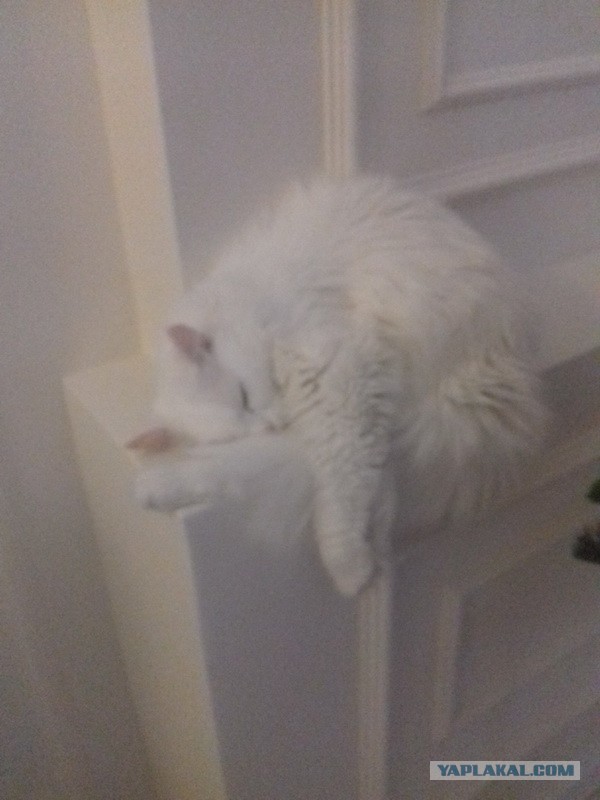 Что значит поза, в которой спит твоя кошка