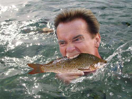 Арнольд и мороженое