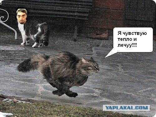 Быстрый кот