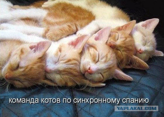 Кровать с кнопкой "мяу"