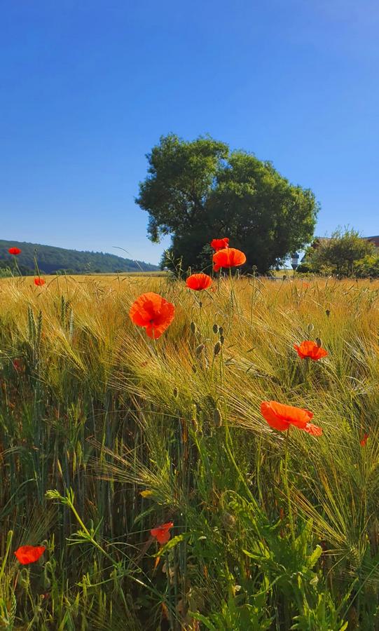 С днём рождения, Ati!