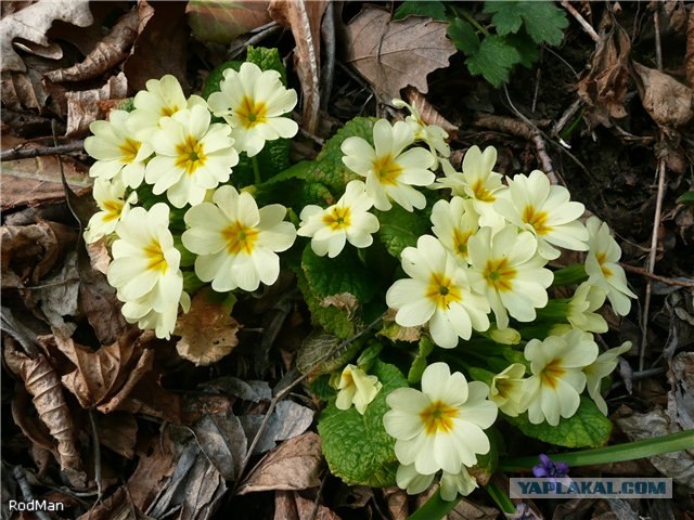 Форель, горный Крым.