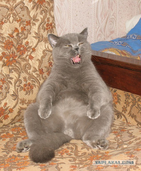Котовторник 16.04.2013