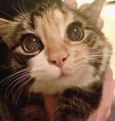 Кот, тушканчик, огоньки
