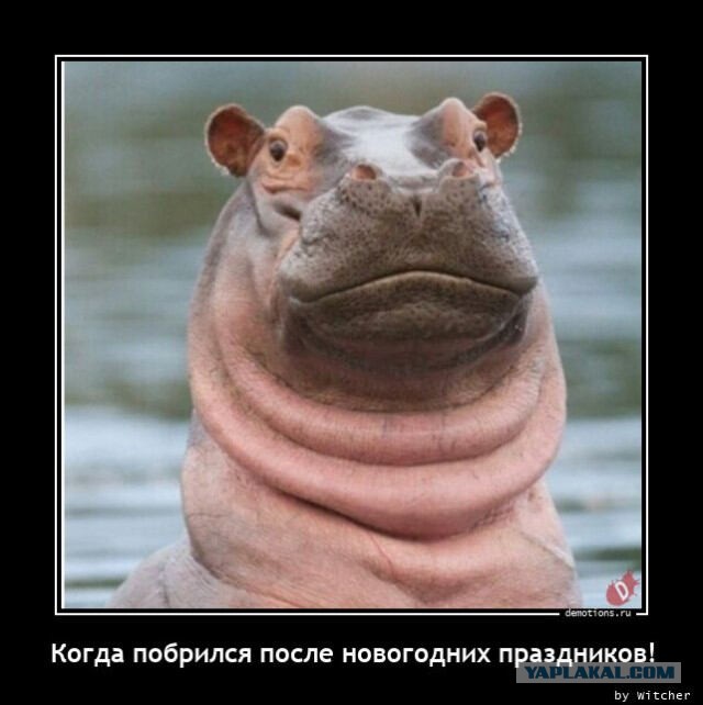Объявлены финалисты конкурса самых забавных фотографий животных Comedy Wildlife Photography Awards 2024