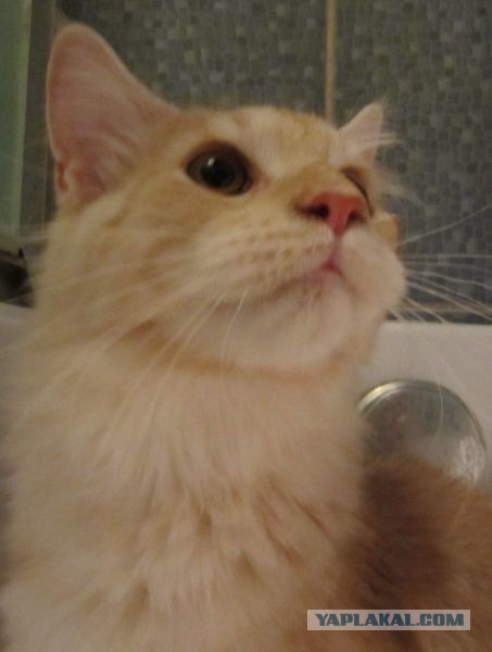 Немного о  Мейн Куне.