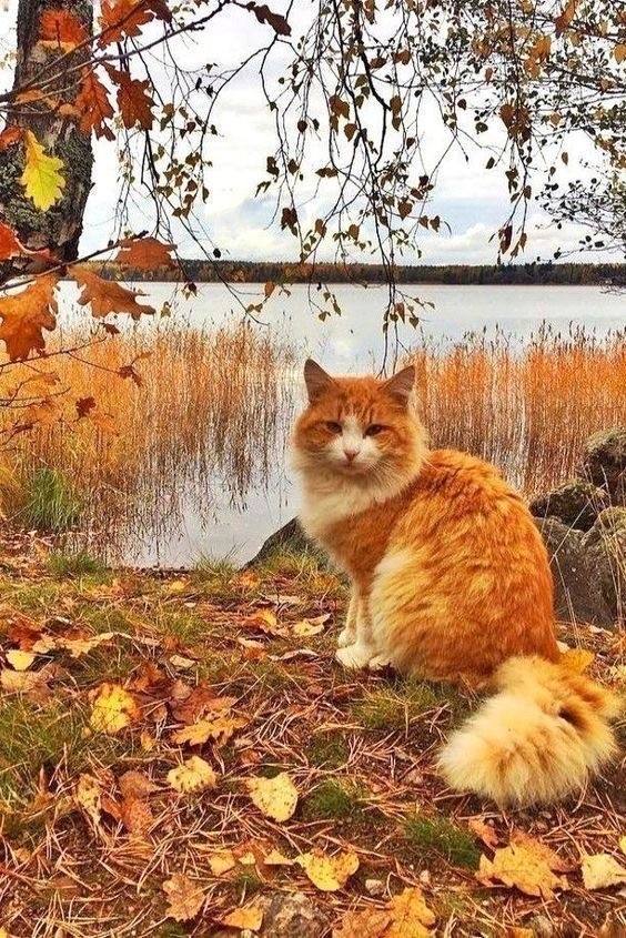Осенний кот