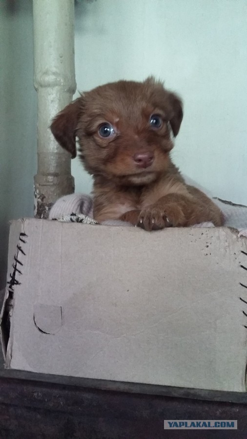 Как Зефир объединил мир. Щенка, спасённого на трассе, завалили подарками