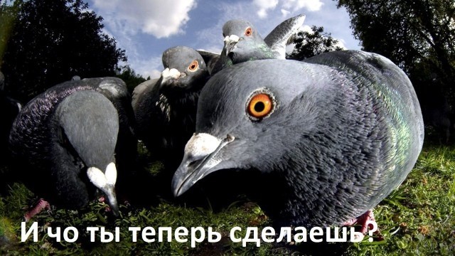 Пляжная мафия