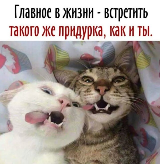 К котовторнику: подборка картинок-баянов с котиками и про котиков. Выпуск 42.