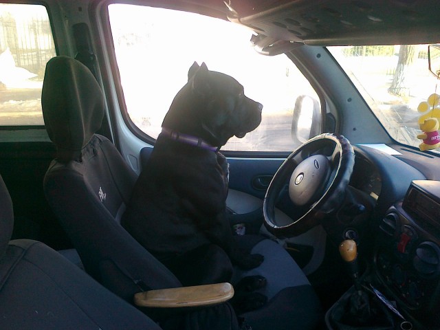 Собакочетверг на 02.01.2014