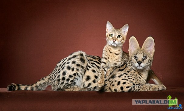 Породы кошек. Часть 2