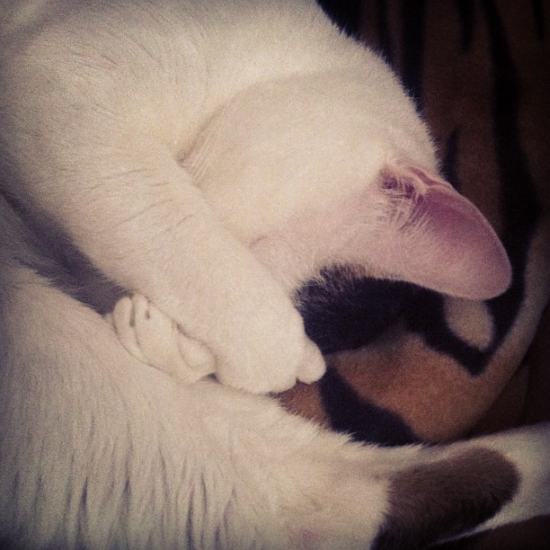 Котовторник 05.03.13