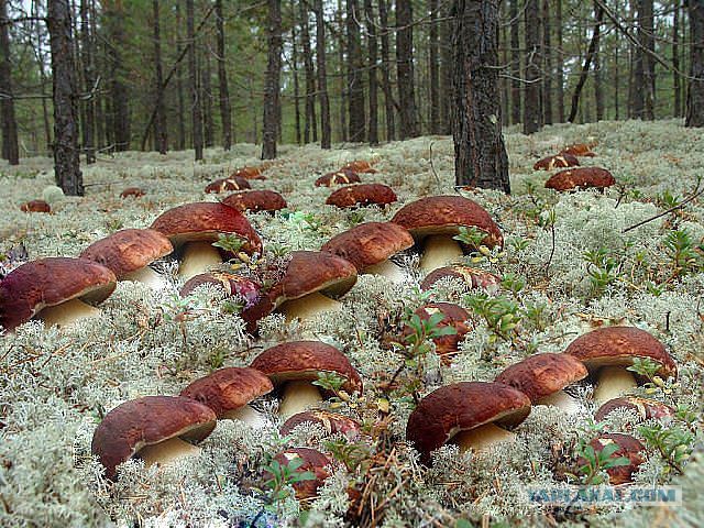 Эх, уже не терпится..грибочки!