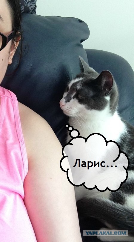 Настало время серьезного разговора с котом