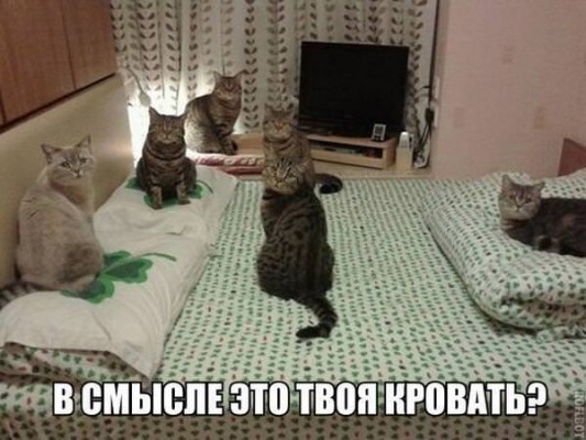 Немного братьев наших меньших! ЧЕТВЕРГ