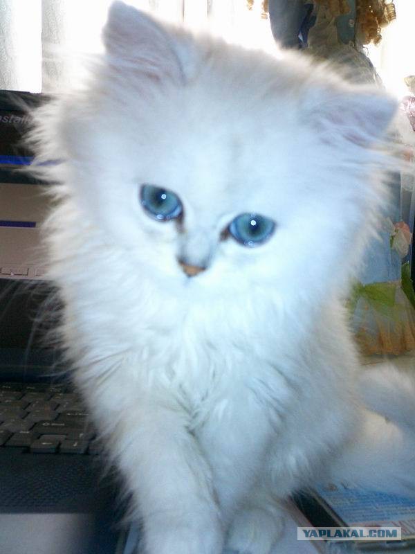 Котовторник однако