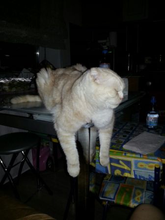 Котовторник 11.08.2015