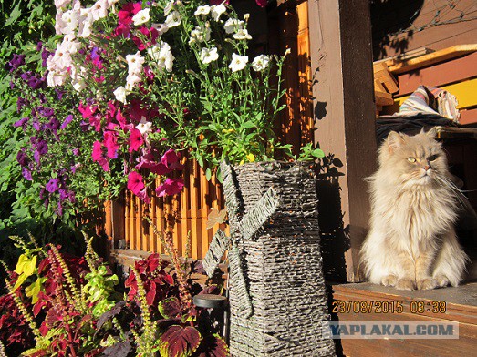 Котовторник 06.10.2015