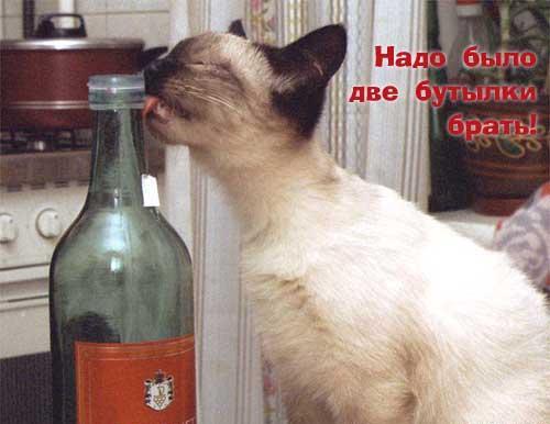 Коты, кошки, котята