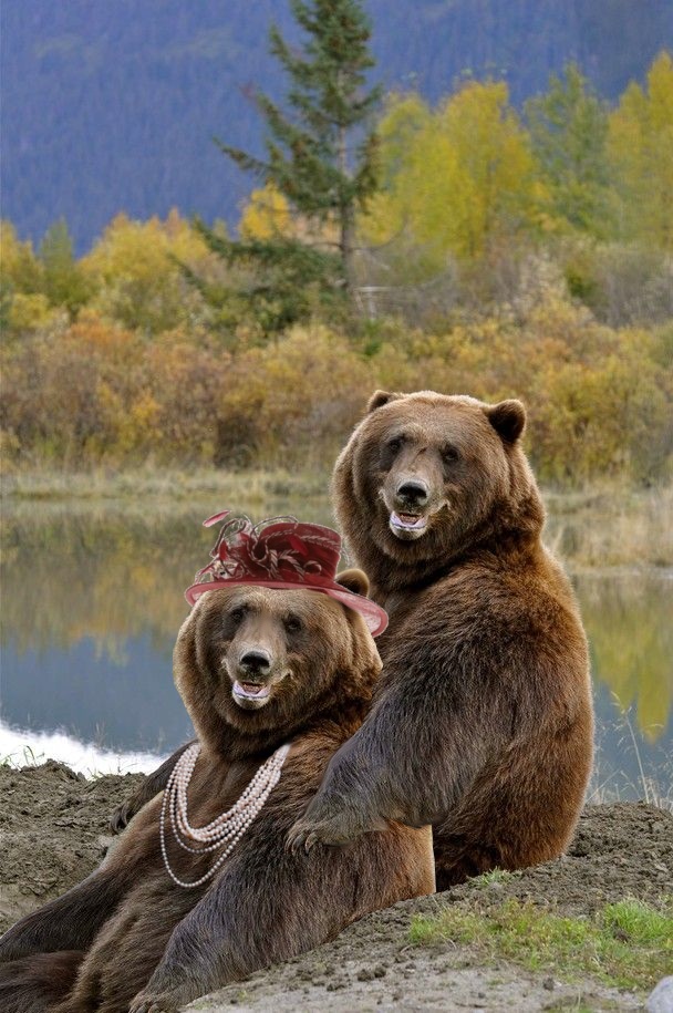 Отфотошопили веселого медведя..