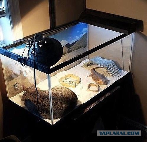 Встреча одноклассников