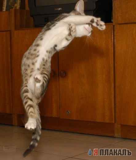 Котовторник!