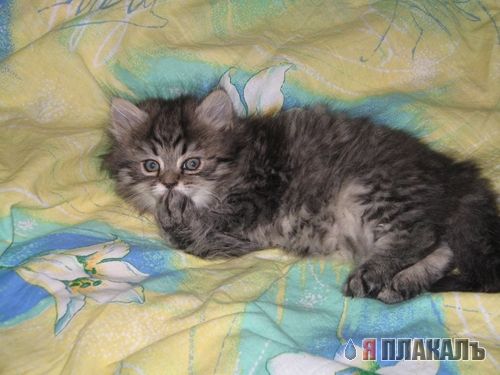 Народный котомет на фторинег