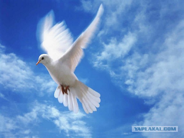 Про кормильщиков голубей