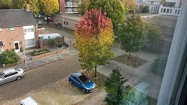 Картинки из сети