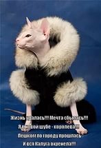 Мерзнет голая фигня. Нужна ли одежда голым кошкам?