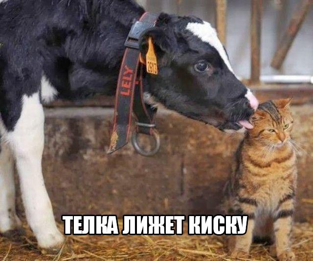 Прикольные животные