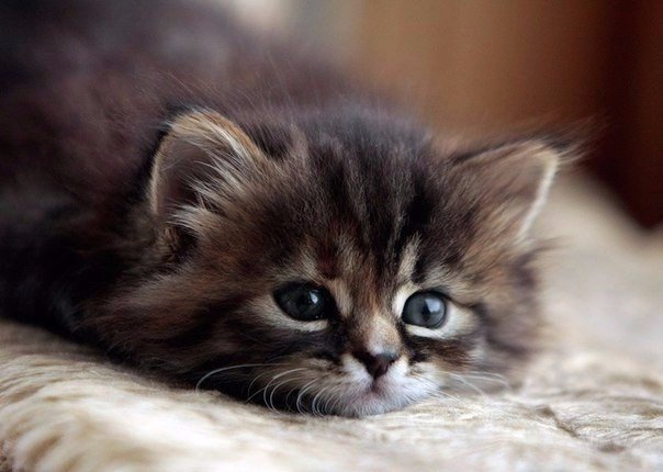 Коты из сети