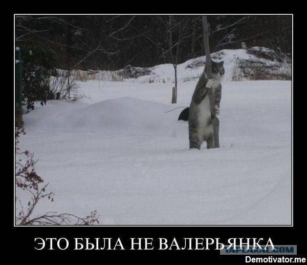 Кот наркоман - горе в семье.