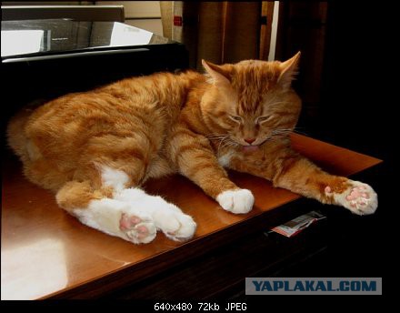 Котовторник 10.01.2017