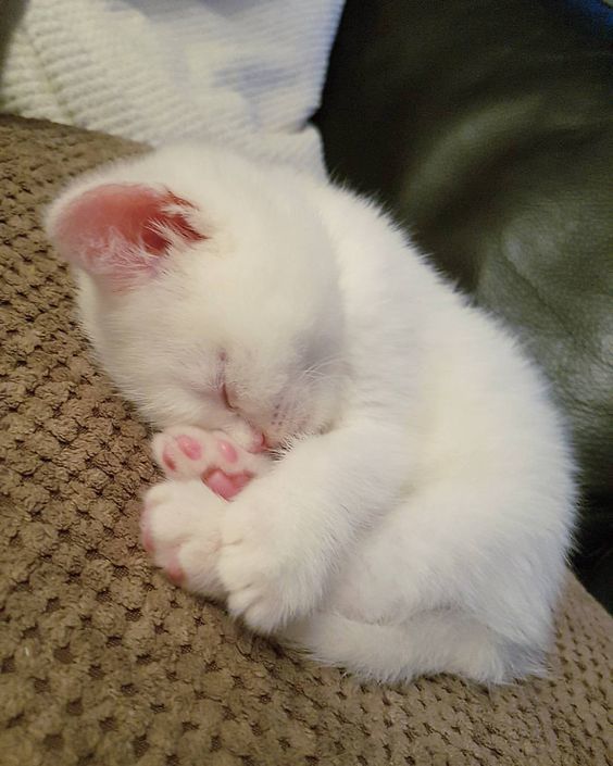 Коты из сети