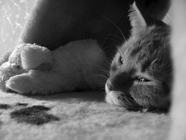 Коты и Кошки