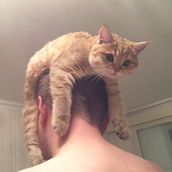 Коты и Кошки