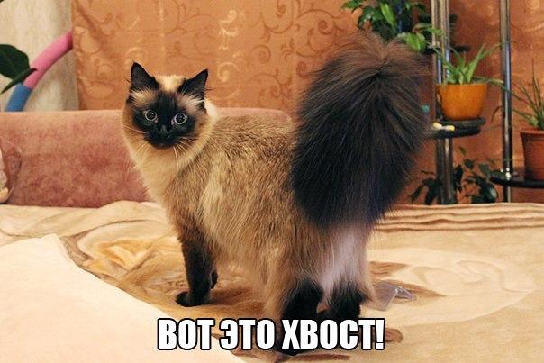Коты и Кошки