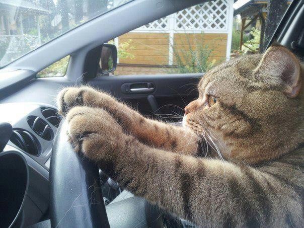 Коты и Кошки