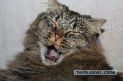 Вся красота беспородных кошек. Котовторнику посвящается.