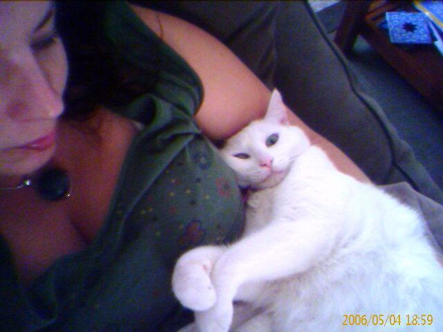 Котовторник на ЯПлакалъ (10.06.08), прикольные коты, добавляем свои!