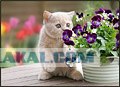 Даёшь Котовторник на ЯПе! (29.07.08)