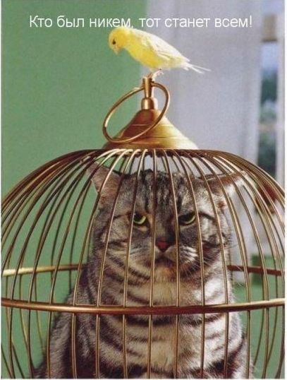 Устами котов