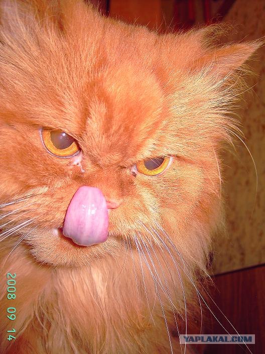 Кошачий язык