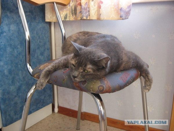 It's Catursday Fever! (Котовторник)